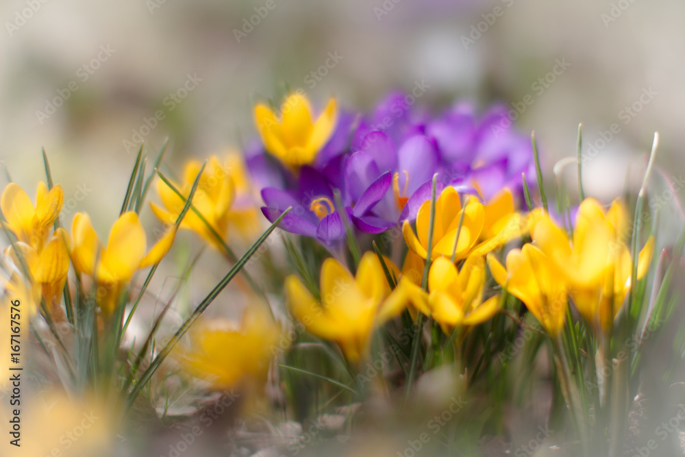 Yellow Purple Crocus Flowers