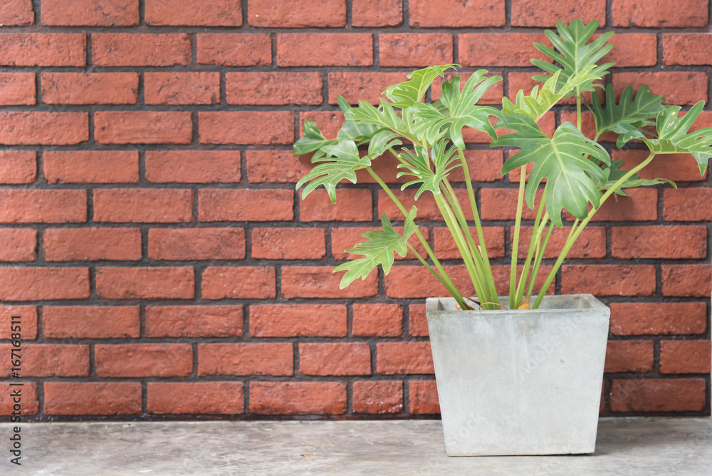 A brick wall with a potted plant. To use the interior and space for your text