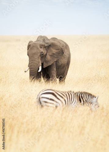 One Elephant and Zebra in Africa