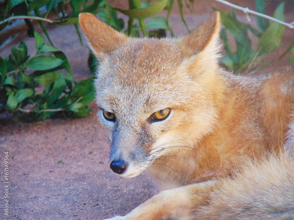 Fototapeta premium Female swift fox laying on a rock