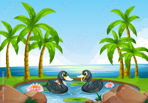 Two black ducks in pond