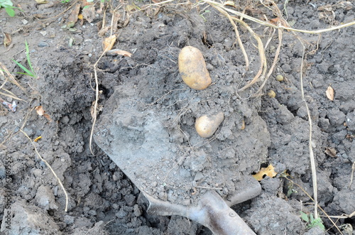 Wallpaper Mural Digging out the ripened potato tubers with a shovel. Torontodigital.ca