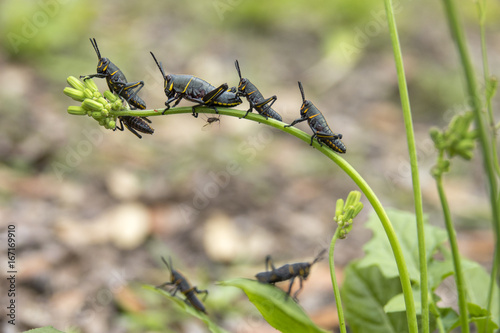 Eastern lubber grasshopper larva feeding on ragwort weed