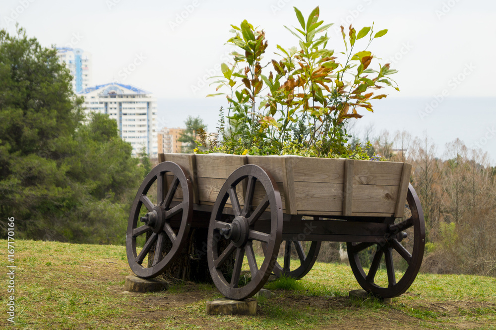 A cart with flowers in a recreation park city of Sochi