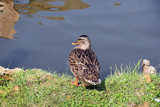 brown duck on grass by pond