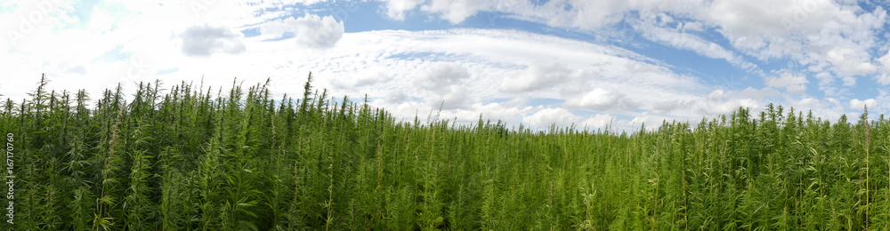 cannabis on a farm dancing in the wind cannabis on a farm dancing in the wind