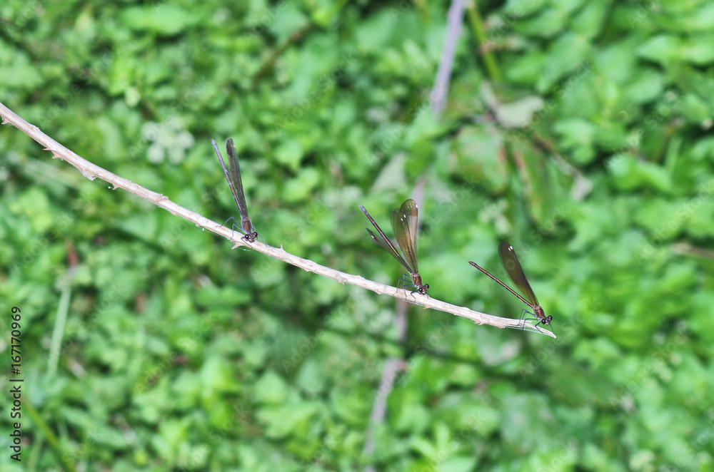three dragonfly lined on a branch three dragonfly lined on a branch