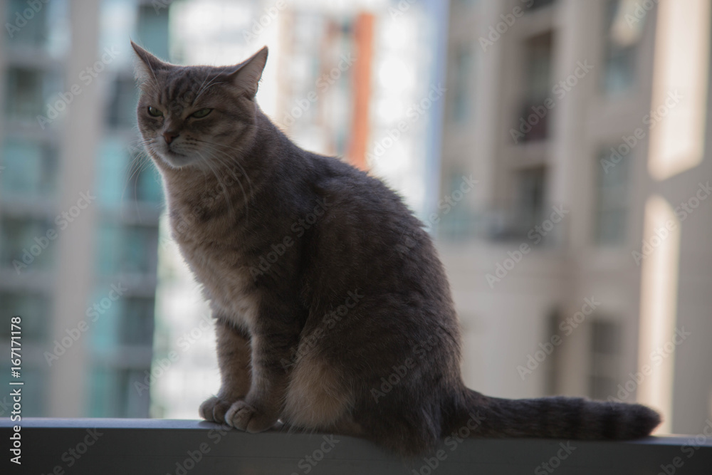 Domestic gray cat background view modern city shallow depth of field 