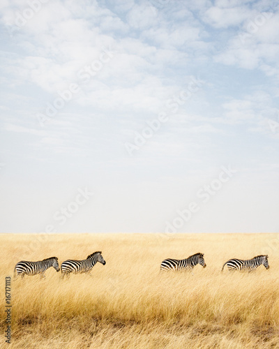 Zebra in Africa With Copy Space
