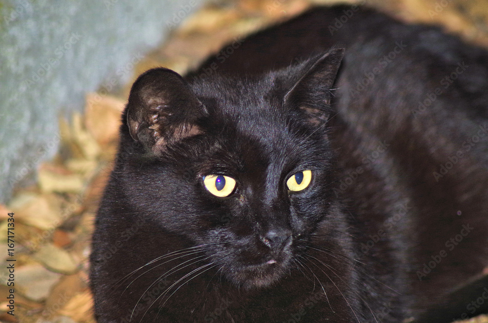 closeup of a black cat with yellow eyes