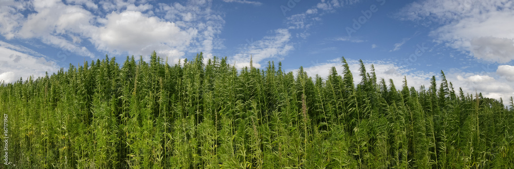 cannabis on a farm dancing in the wind cannabis on a farm dancing in the wind
