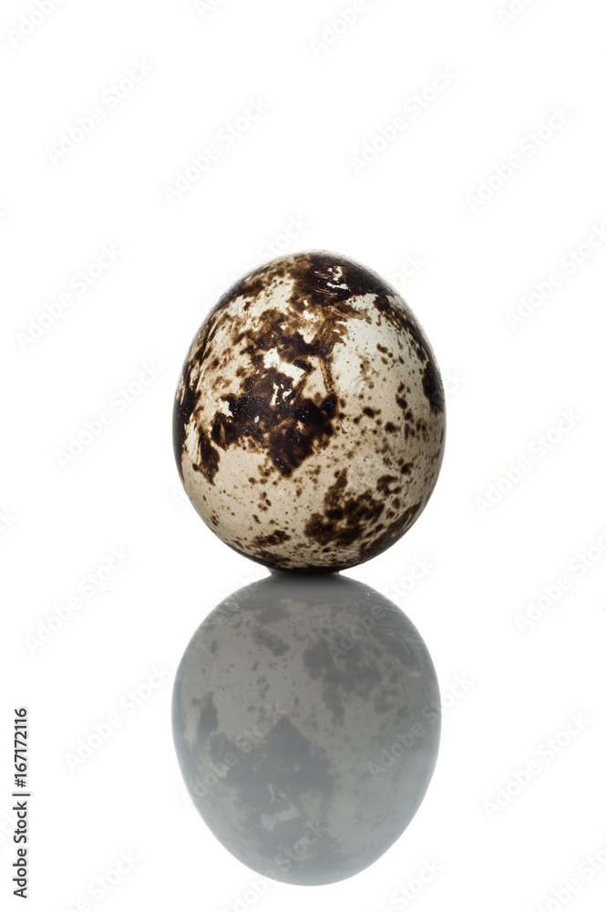 quail egg standing vertical isolated on white background quail egg standing vertical isolated on white background