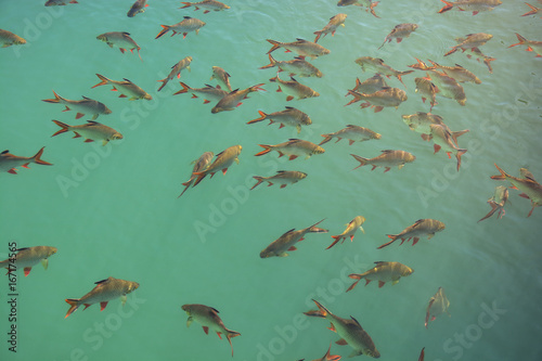 Bild auf Leinwand Flock of Schwanenfeld's Tinfoil Barb fish in a dam, Thailand