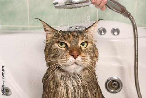 Wet cat in the bath