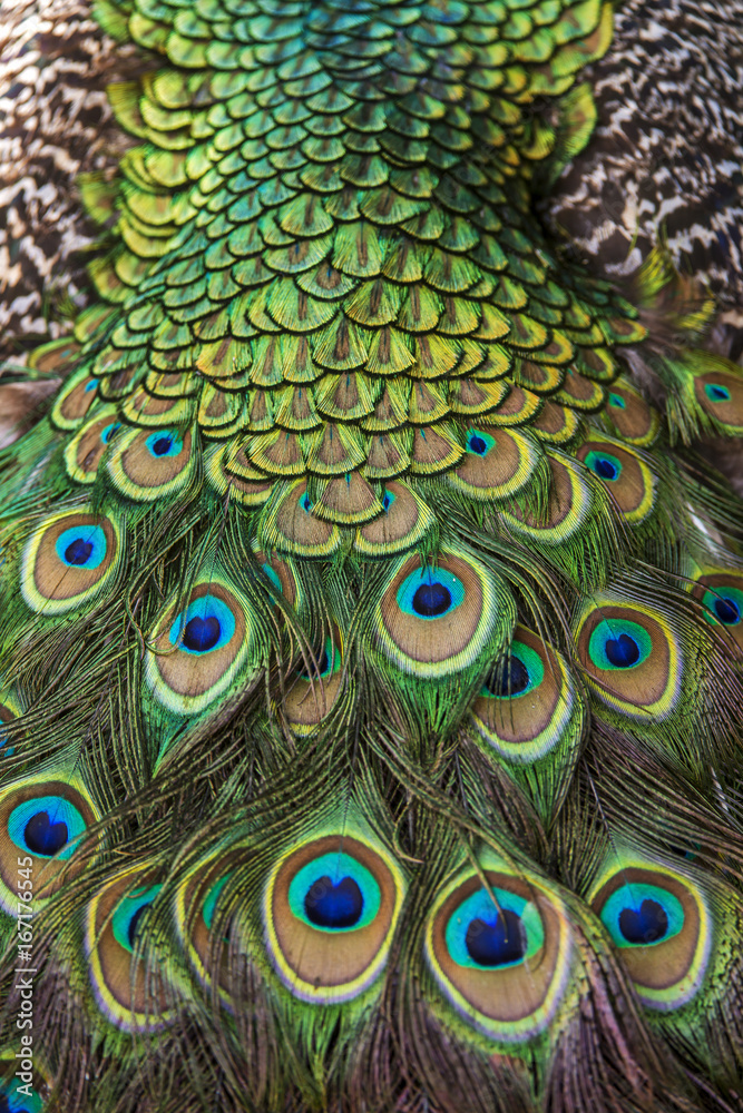 Fototapeta premium Pavão-indiano (Pavo cristatus) | Indian peafowl