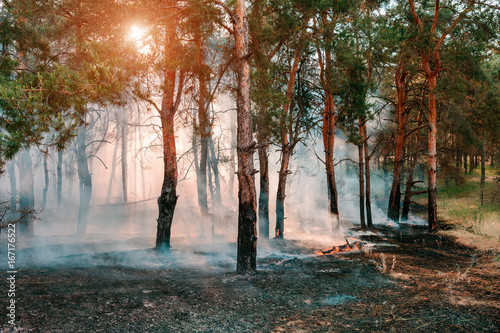 Smoke from a fire in the forest. © yelantsevv