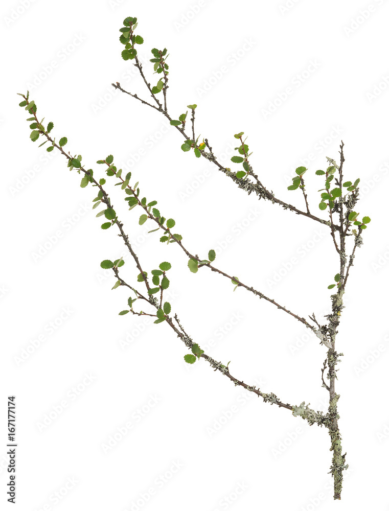Dwarf birch, Betula nana twig with leafs isolated on white background