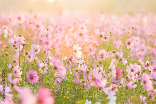 cosmos flowers in the garden © oatfeelgood