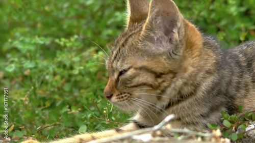 Wallpaper Mural Cute, brown tabby kitten cat taking a nap, closeup
 Torontodigital.ca