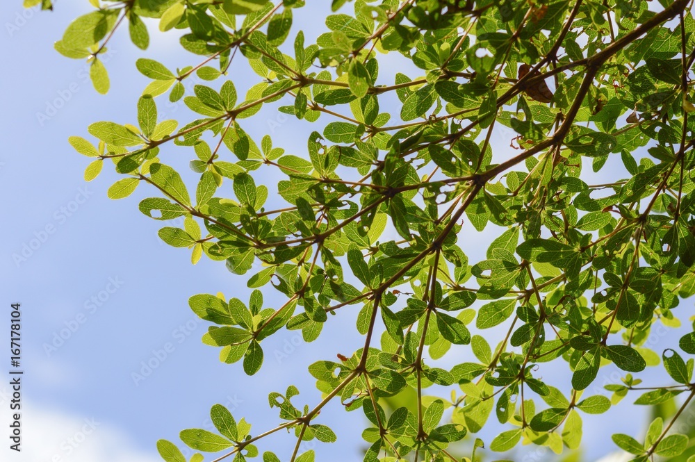 close up Terminalia ivorensis leaves in nature garden close up Terminalia ivorensis leaves in nature garden