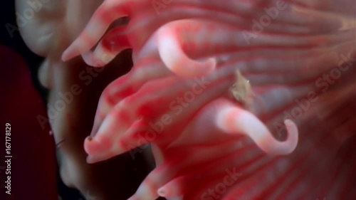 Red anemone actinia close up underwater on seabed of White Sea. Unique amazing beautiful macro video. Marine life on background of pure clear clean water. photo