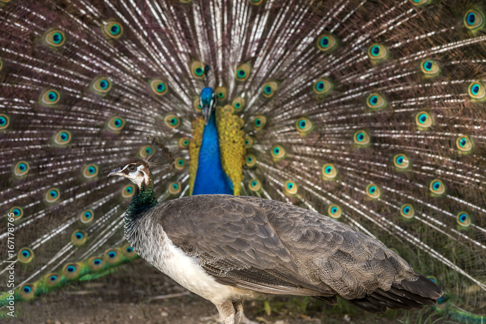 Fototapeta premium Pavão-indiano (Pavo cristatus) | Indian peafowl