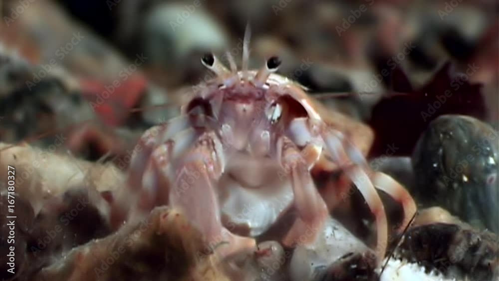 Cancer hermit crab underwater in search of food on seabed of White Sea. Unique dramaturgy pic macro video close up. Predators of marine life on background of pure clear clean water stones. Cancer hermit crab underwater in search of food on seabed of White Sea. Unique dramaturgy pic macro video close up. Predators of marine life on background of pure clear clean water stones.
