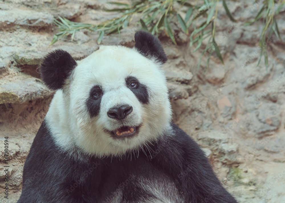 Panda smiles after eating.