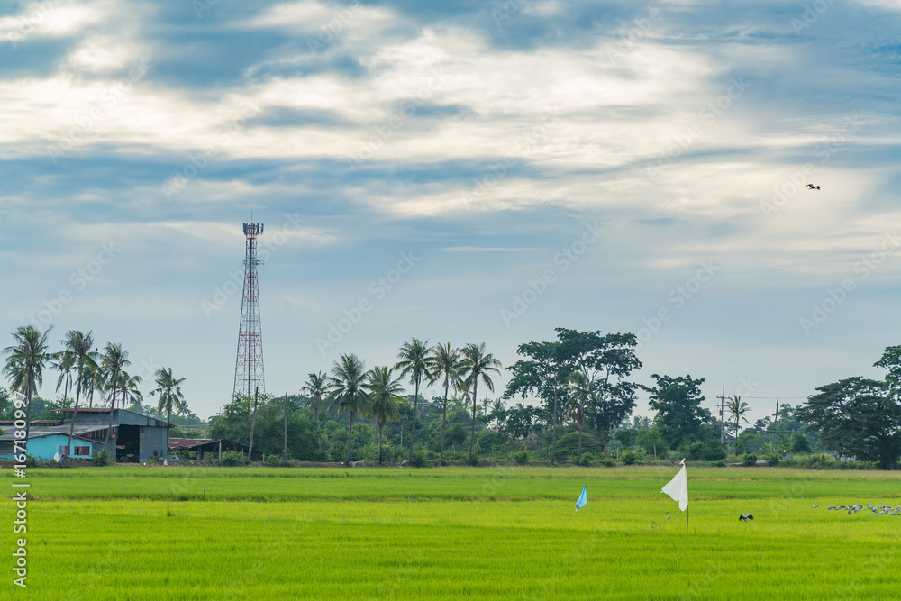 Telecommunication tower with rice paddy field.