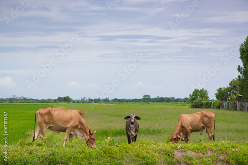 Cow eating grass or rice straw in rice field with blue sky, rural background. © pookpiik