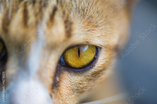 Closeup of cat eyes, cat face and look at the camera.