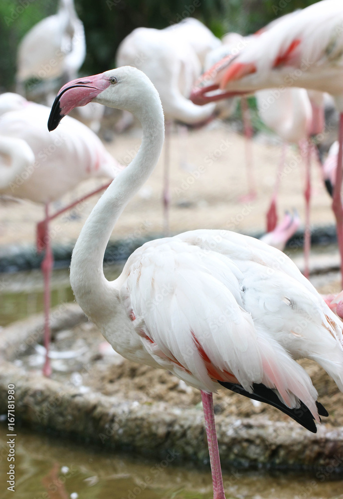 Close Up Of White Flamingo Standing In A Swamp. Close Up Of White Flamingo Standing In A Swamp.