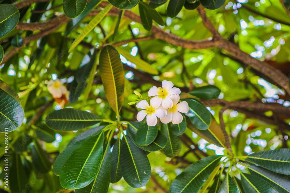 Obraz premium Thai flowers
