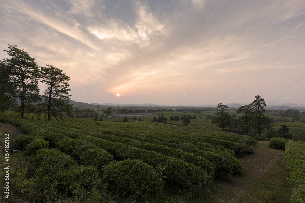 Tea plantations