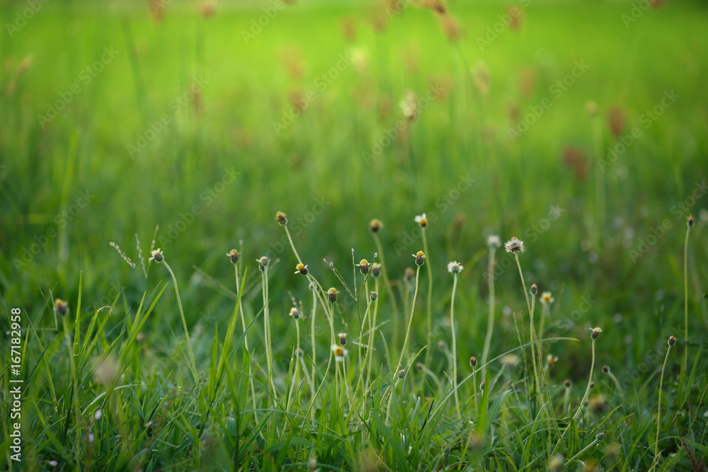green grass flower field green grass flower field