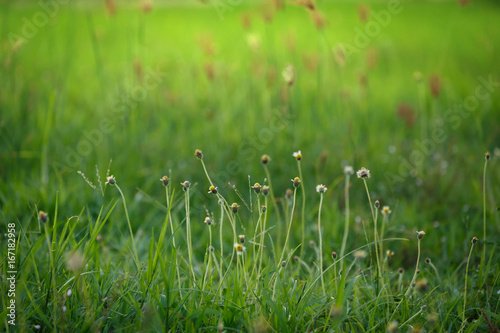 green grass flower field