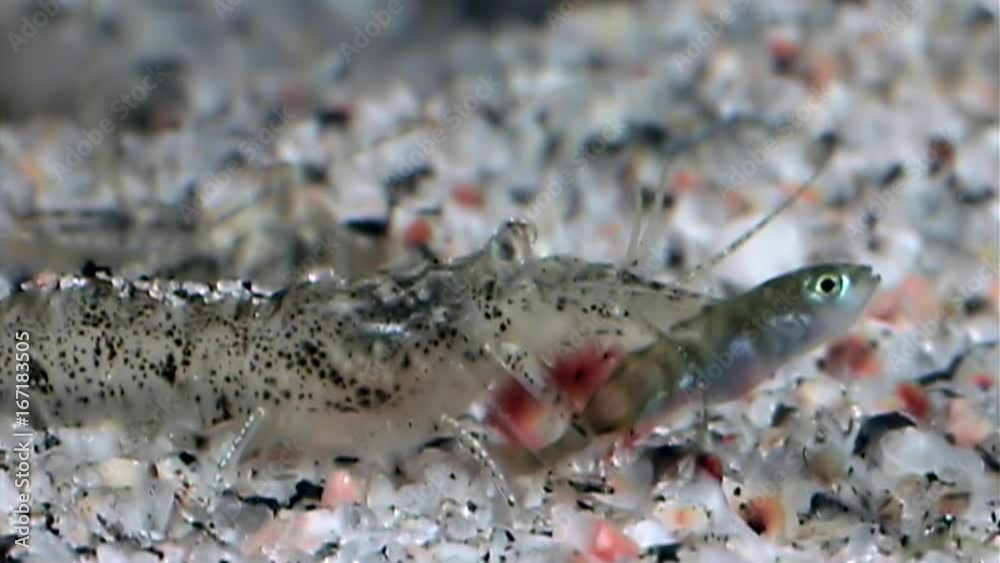 Glass shrimp eats fish underwater seabed of White Sea Russia. Unique video close up. Predators of marine life on the background of pure and transparent water stones. Glass shrimp eats fish underwater seabed of White Sea Russia. Unique video close up. Predators of marine life on the background of pure and transparent water stones.