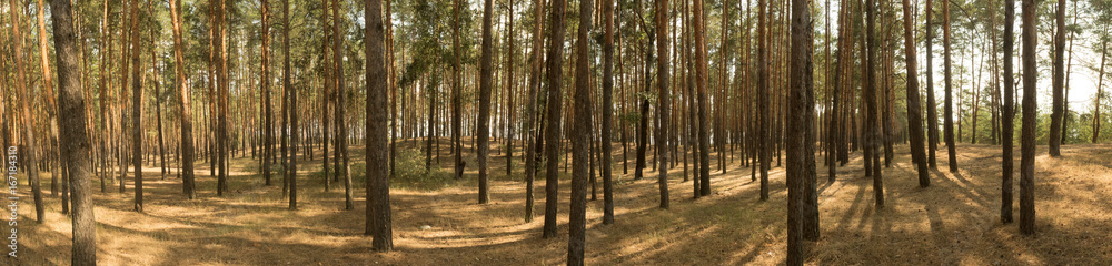 Wide panorama, landscape of old pine forest on bright Sunny day. Shadows from the bright midday sun Wide panorama, landscape of old pine forest on bright Sunny day. Shadows from the bright midday sun