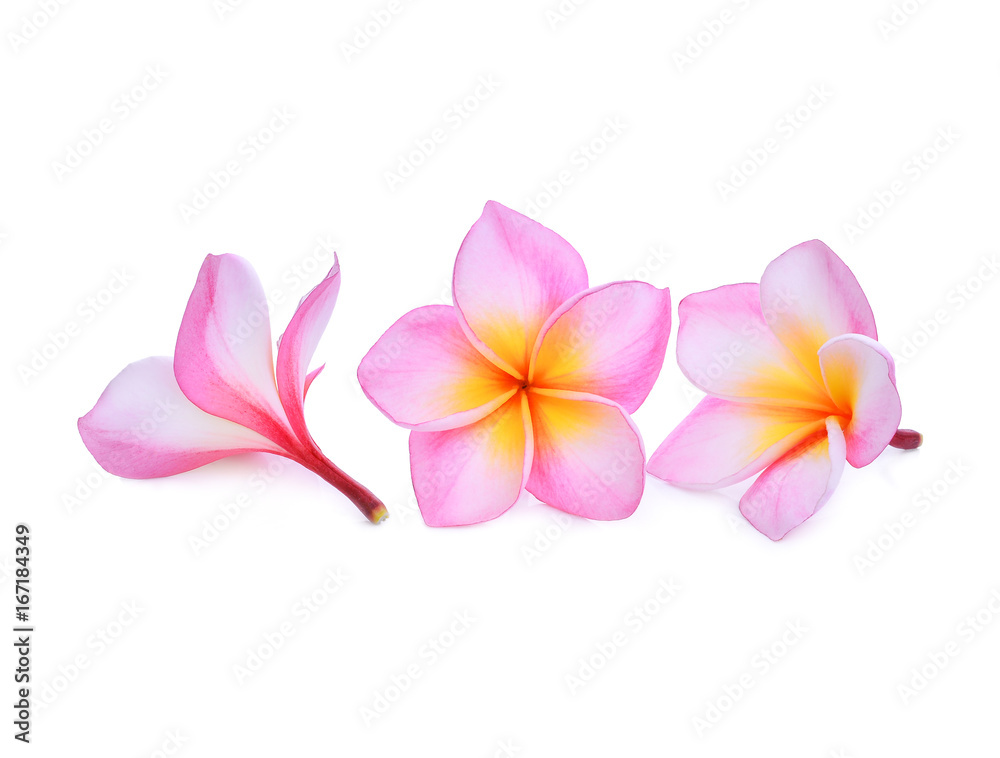 Fototapeta premium pink frangipani or plumeria (tropical flowers) isolated on white background
