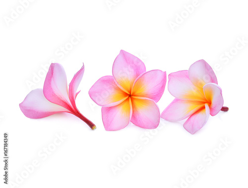 pink frangipani or plumeria  tropical flowers  isolated on white background