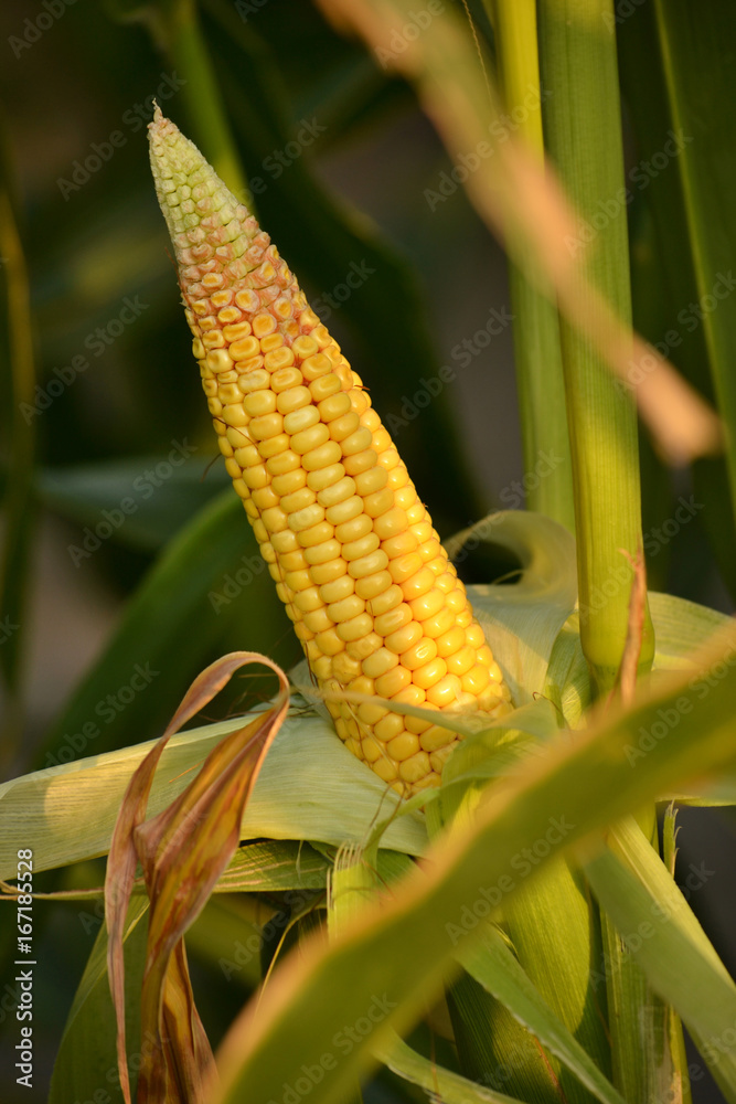 Fototapeta premium Ripe corn in the garden.