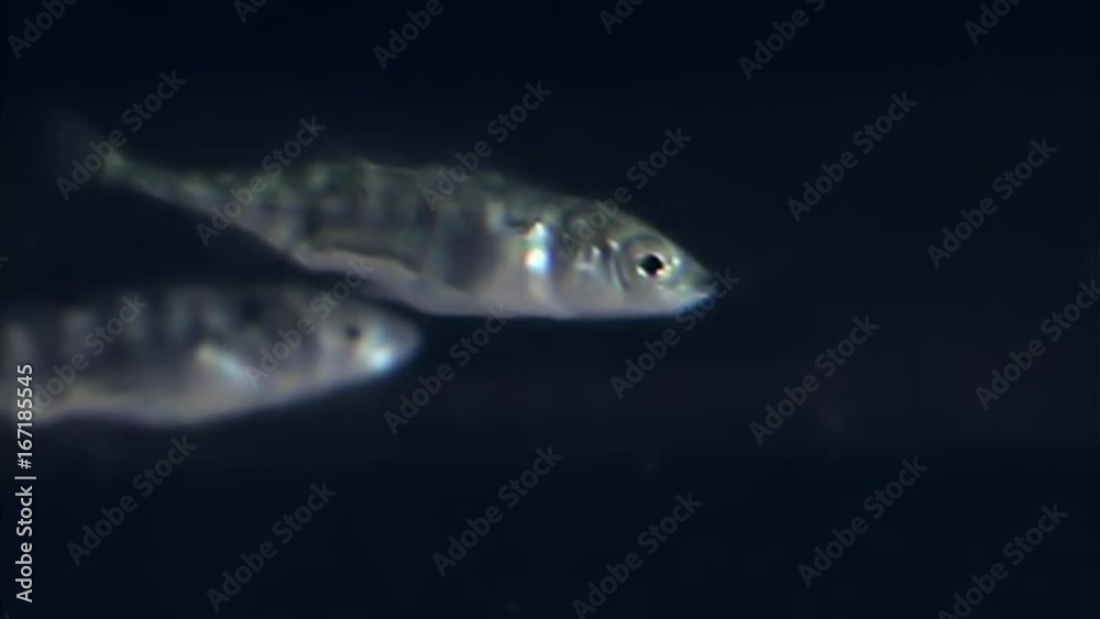 Unusual and unique life of fish under water on seabed of White Sea. Dramaturgy pic macro video close up. Marine life on background of pure clear clean water. Unusual and unique life of fish under water on seabed of White Sea. Dramaturgy pic macro video close up. Marine life on background of pure clear clean water.