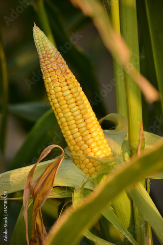 Ripe corn in the garden.