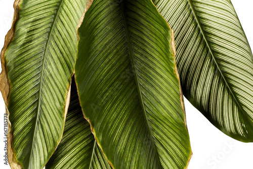 Calathea ornata (Pin-stripe Calathea) leaves, tropical foliage isolated on white background, with clipping path