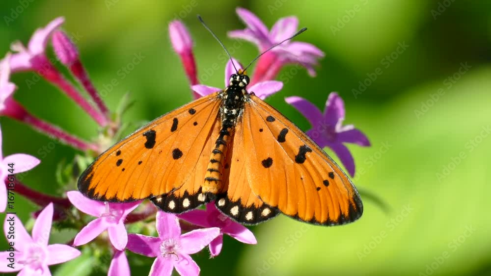 Close up of a Tawny Coster butterfly from above at rest. Close up of a Tawny Coster butterfly from above at rest.