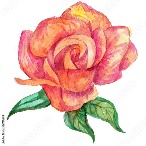 Wildflower rose flower in a watercolor style isolated. Full name of the plant: rose. Aquarelle wild flower for background, texture, wrapper pattern, frame or border.