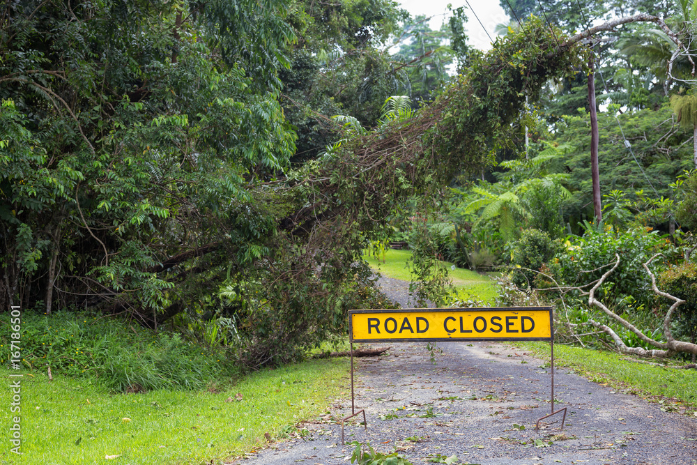 Fallen tree on power lines and road closed sign Fallen tree on power lines and road closed sign