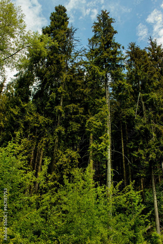Coniferous trees in the summer Coniferous trees in the summer