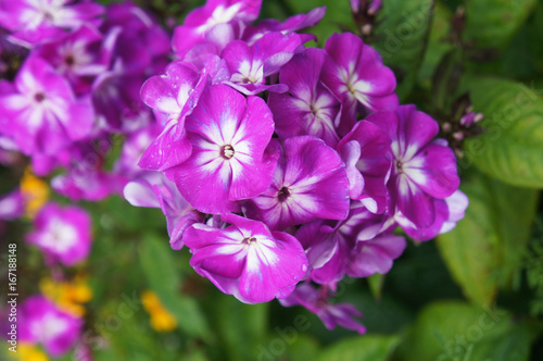 Purple phlox flowers with green