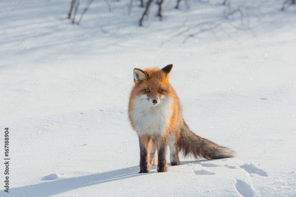 Lonely fox walking on snow in winter